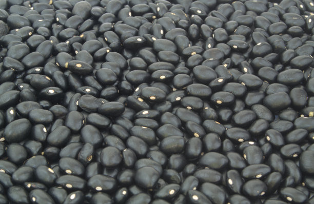 黑豆的背景图片下载