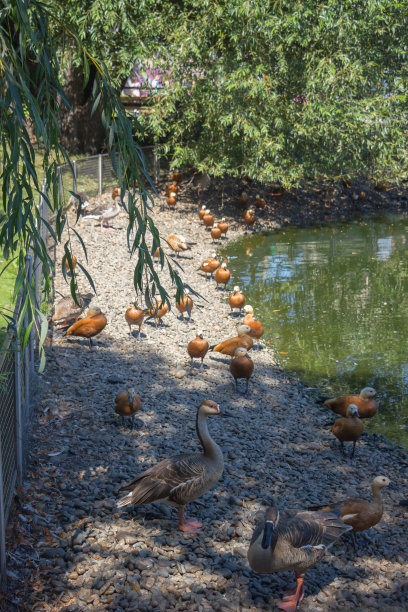 在动物园的池塘附近有许多水鸟和鸭子。图片下载