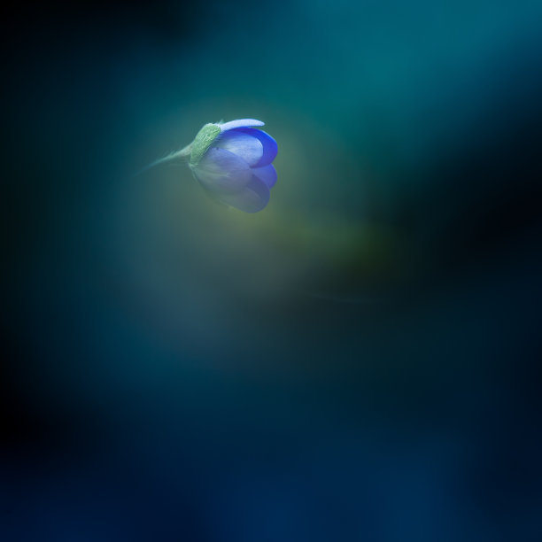 美丽的蓝色银莲花在春天的森林地面上。景深浅，负空间大。自然生境中的苔类植物。图片下载