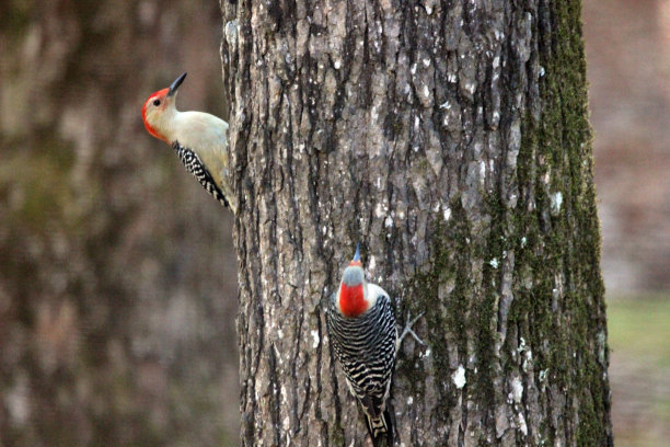 红腹啄木鸟对树干图片下载