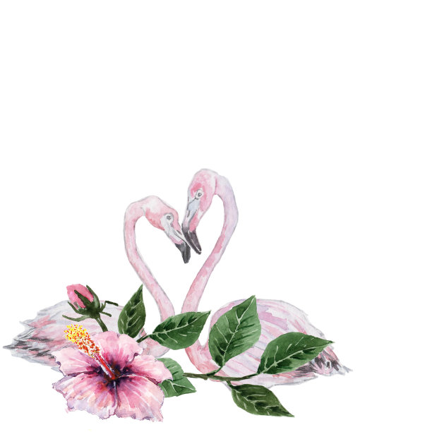 两只粉红色的火烈鸟用一束木槿花低头，形成一个心形。水彩。图片下载