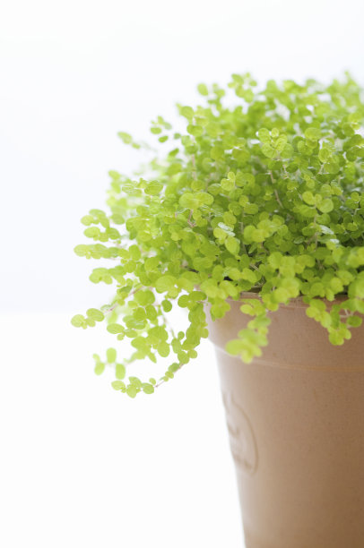 婴儿的眼泪图片下载