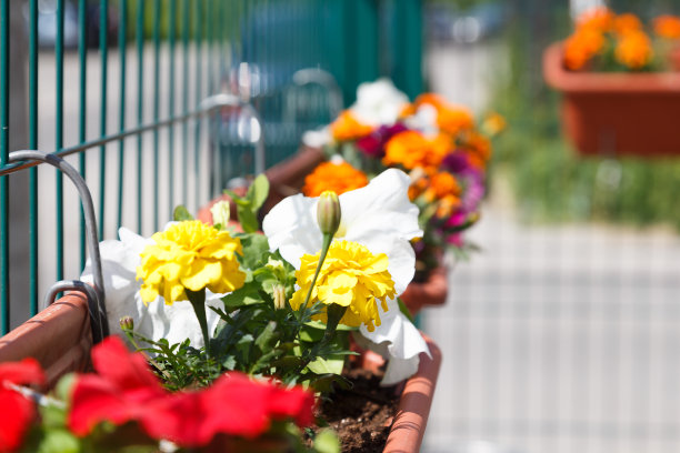 阳台挂盆上的紫红色矮牵牛花图片下载