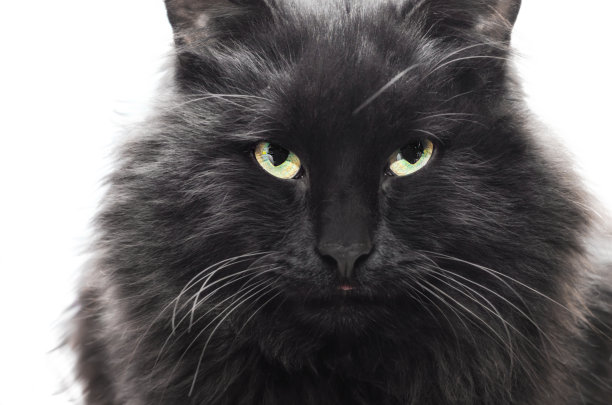 大黑猫在白底上愤怒地看着图片下载