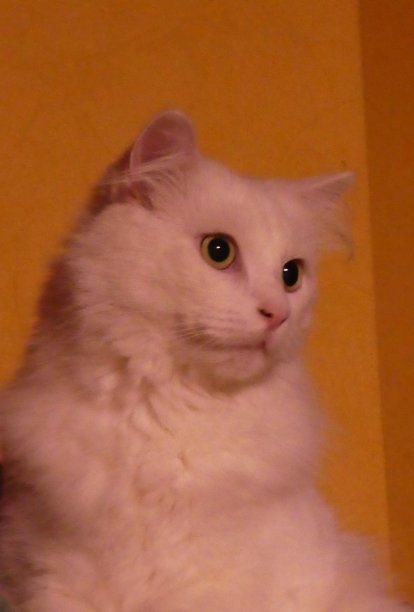 当狗刚经过时，警惕的猫在主人的怀抱里图片下载