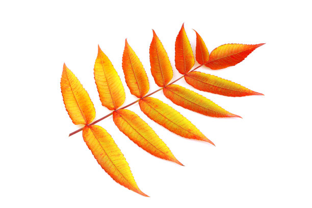 臭椿红黄相间的叶子孤立在白色的背景上。五颜六色的树叶。臭椿的红色花朵图片下载