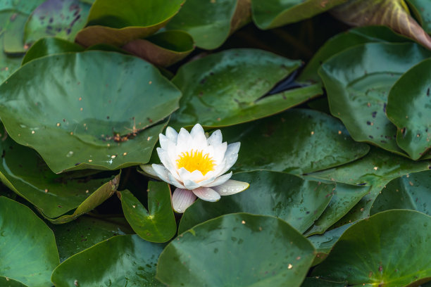 荷花绿叶环绕在池塘里的照片-寓意和平、和谐和冥想图片下载