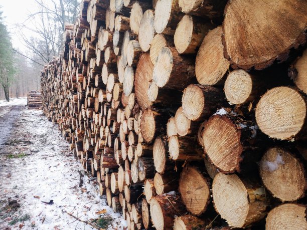 刚割下的木头图片下载