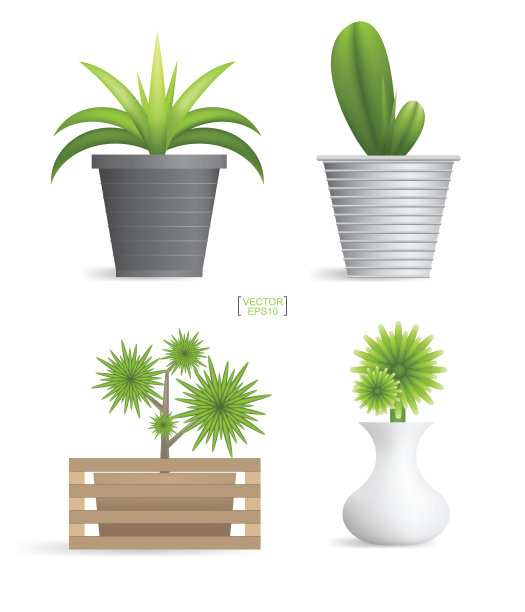 美丽的装饰植物图片下载