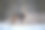 在冬季森林中接近年轻雄伟的马鹿。自然环境中可爱的野生哺乳动物图片下载