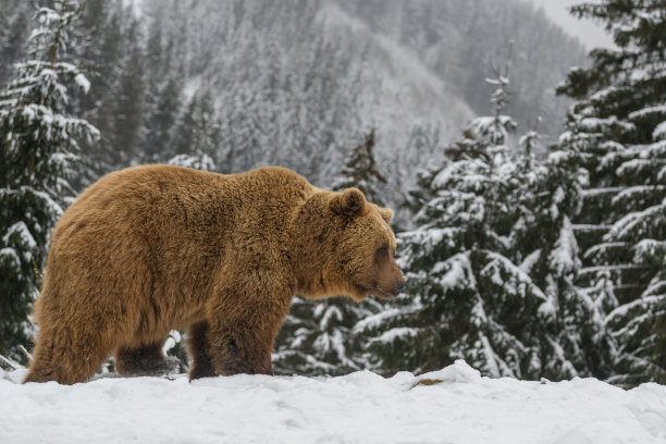 接近野生大棕熊在冬天的森林图片下载