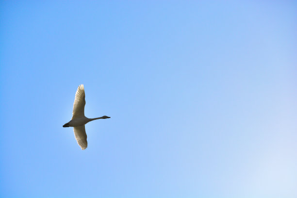 天鹅在蓝天中飞翔图片下载