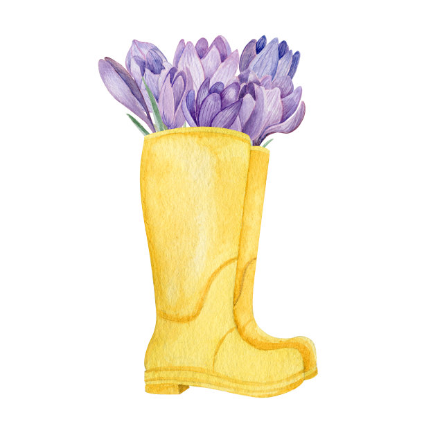 黄色靴子与紫色番红花水彩插图。图片下载