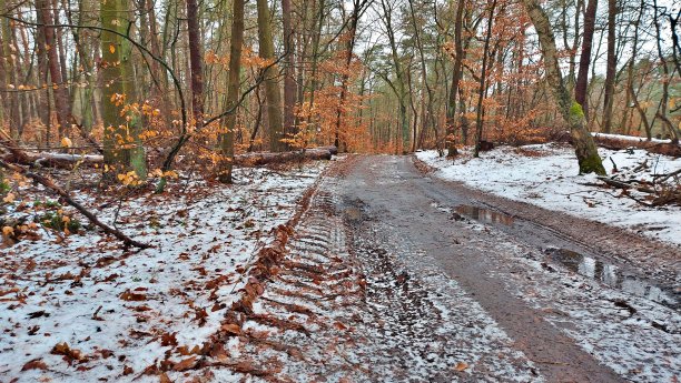 森林里的小路图片下载