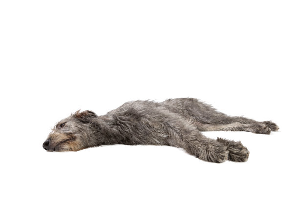 孤立的爱尔兰猎狼犬图片下载