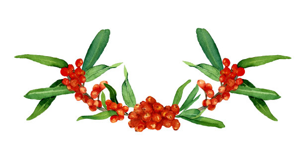 用沙棘枝和叶子和浆果在白色背景上分离的水彩画。图片下载
