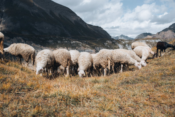 山:绵羊和山羊在山上吃草图片下载