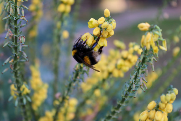 蜜蜂采集雏菊花蜜的特写图片下载