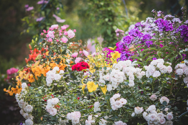 美丽的鲜花花园图片下载