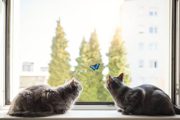 沙特尔猫看着蝴蝶图片下载