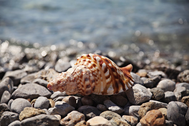 海滩上的贝壳图片下载