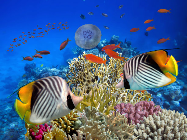 热带海底的彩色珊瑚礁和硬珊瑚图片下载