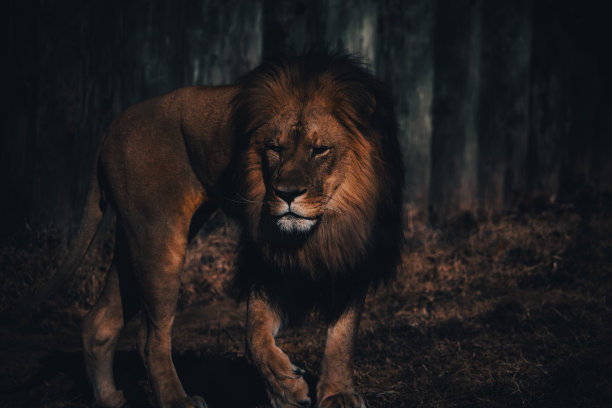 狮子走图片下载