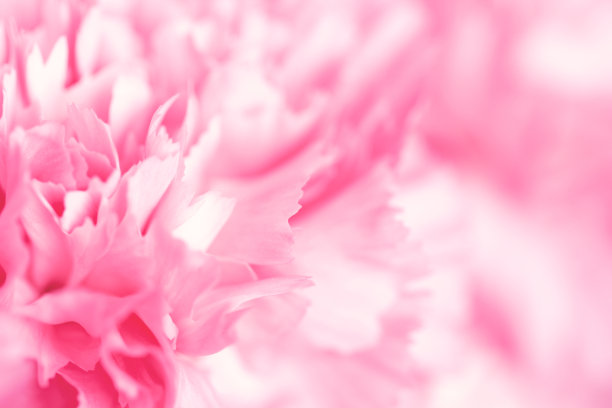 粉红色康乃馨花。抽象的自然背景。图片下载