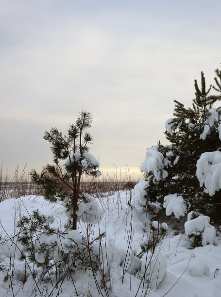 冬天海边的森林里，白雪覆盖着松树图片下载