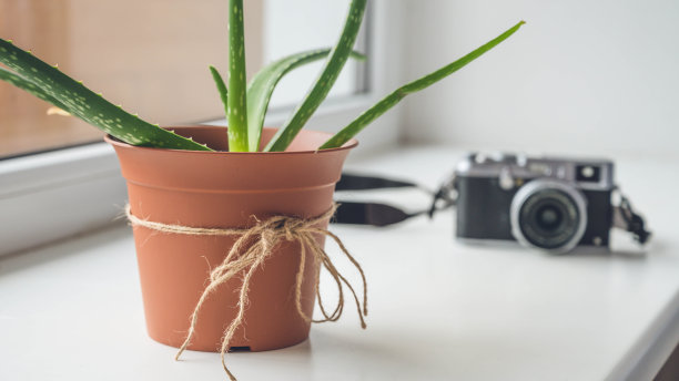 在白色窗台上的盆栽芦荟植物特写。复古照片相机的背景。图片下载