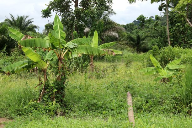 在西非多哥Kpalimé丰富的风景中的香蕉树。图片下载
