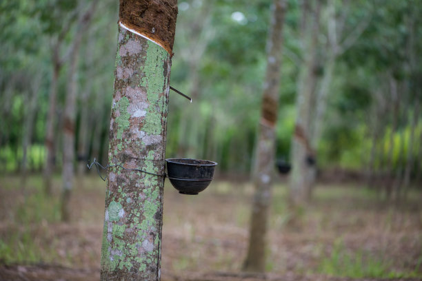 从橡胶树或巴西橡胶树中提取的乳胶图片下载