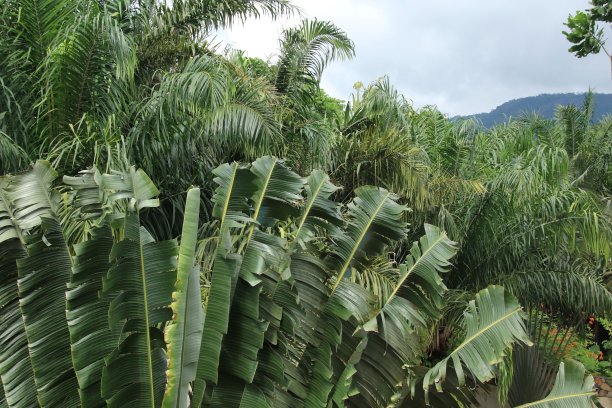 马达加斯加Ravenala，旅行者树，旅行者的棕榈或东西棕榈Kpalimé，多哥，西非。图片下载