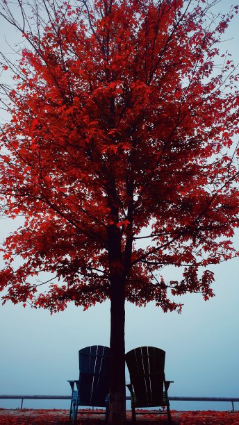 秋天的时候，树下有两把椅子，上面有红叶图片下载