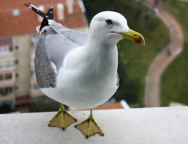 英俊的海鸥图片下载