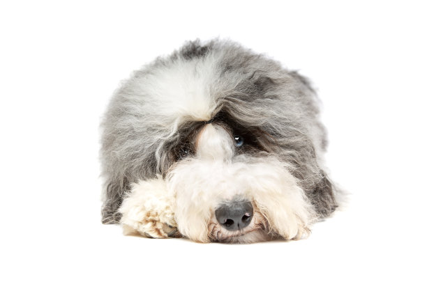 白色背景下的卷毛寻猎犬图片下载