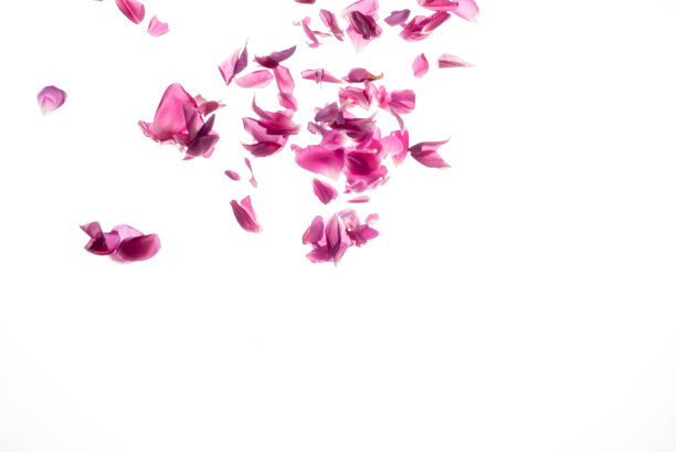 粉红色的玫瑰花瓣图片下载