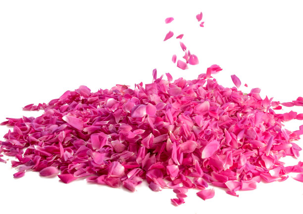 粉红色的玫瑰花瓣图片下载