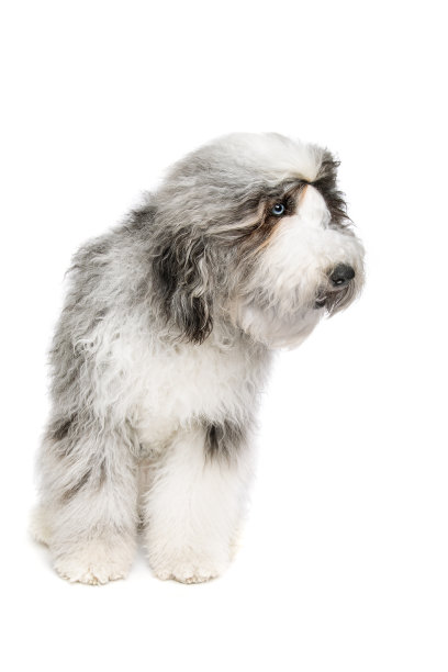 白色背景下的卷毛寻猎犬图片下载