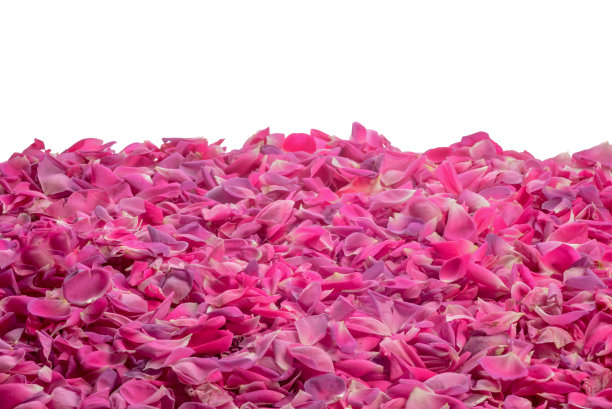 粉红色的玫瑰花瓣图片下载