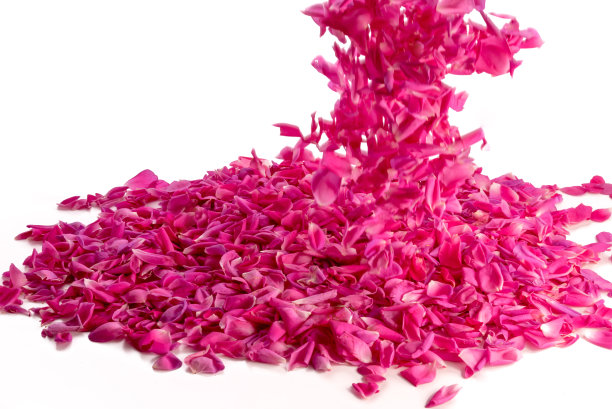 粉红色的玫瑰花瓣图片下载