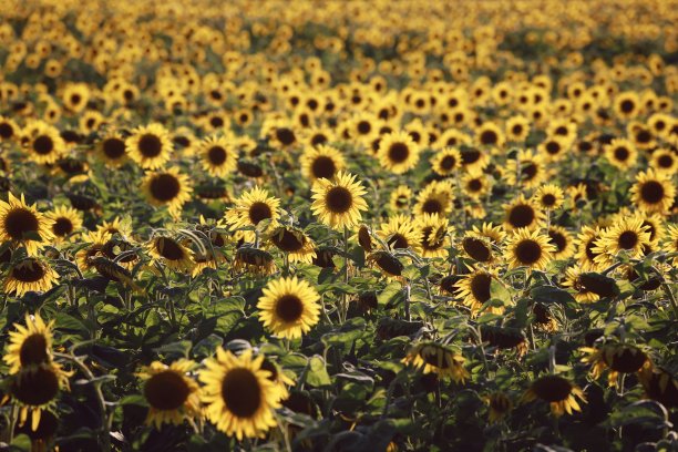 向日葵田图片下载