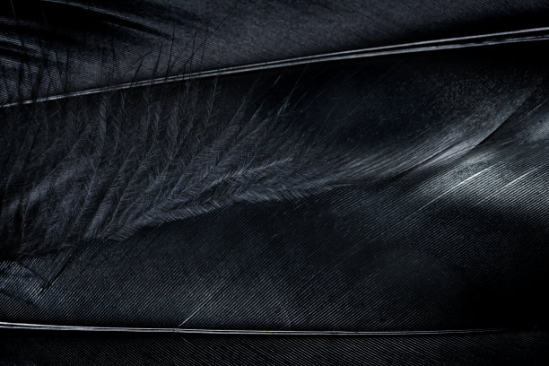 黑色羽毛的背景图像图片下载