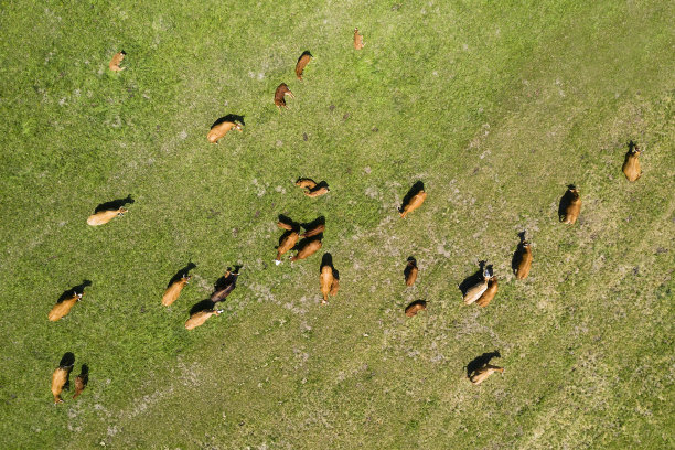 绿色牧场中的肉牛，鸟瞰图图片下载
