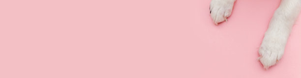 小狗狗白色爪子孤立在粉色柔和时尚的背景。宠物护理和动物概念。狗脚腿顶视图。平铺拷贝空间，横幅图片下载
