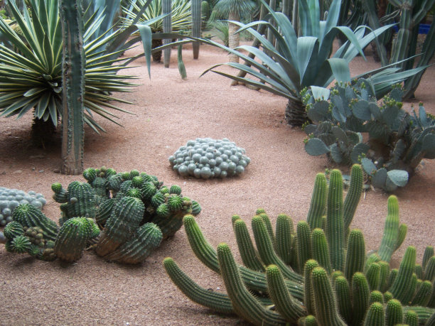 五彩缤纷的花园里有仙人掌和芦荟图片下载