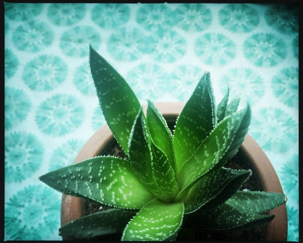 Haworthia室内植物在室内图片下载