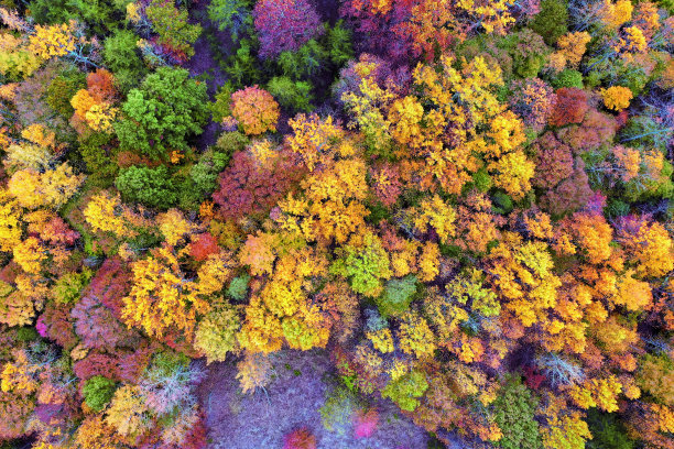 秋天的森林图片下载