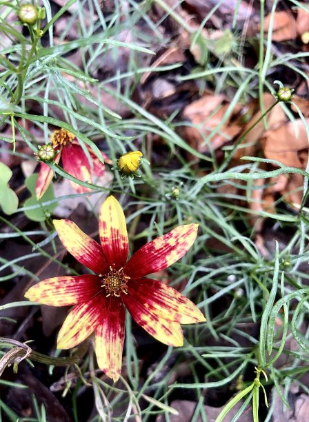 红黄相间的单瓣金鸡花在花坛中绽放图片下载