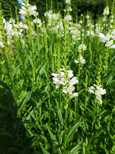 绿色的田野草与白色的花，特写，艺术选择性的焦点图片下载